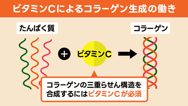 ビタミンCによるコラーゲン生成の働き