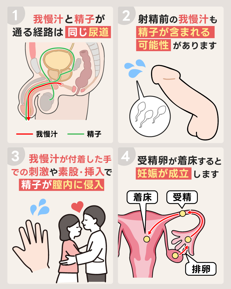 我慢汁で妊娠する理由をイラストで図解